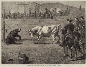 Deporte en California, una Pelea de Toro y Oso